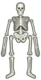 скелет людини - Пошук Google | Science kits, Human skeleton, Science